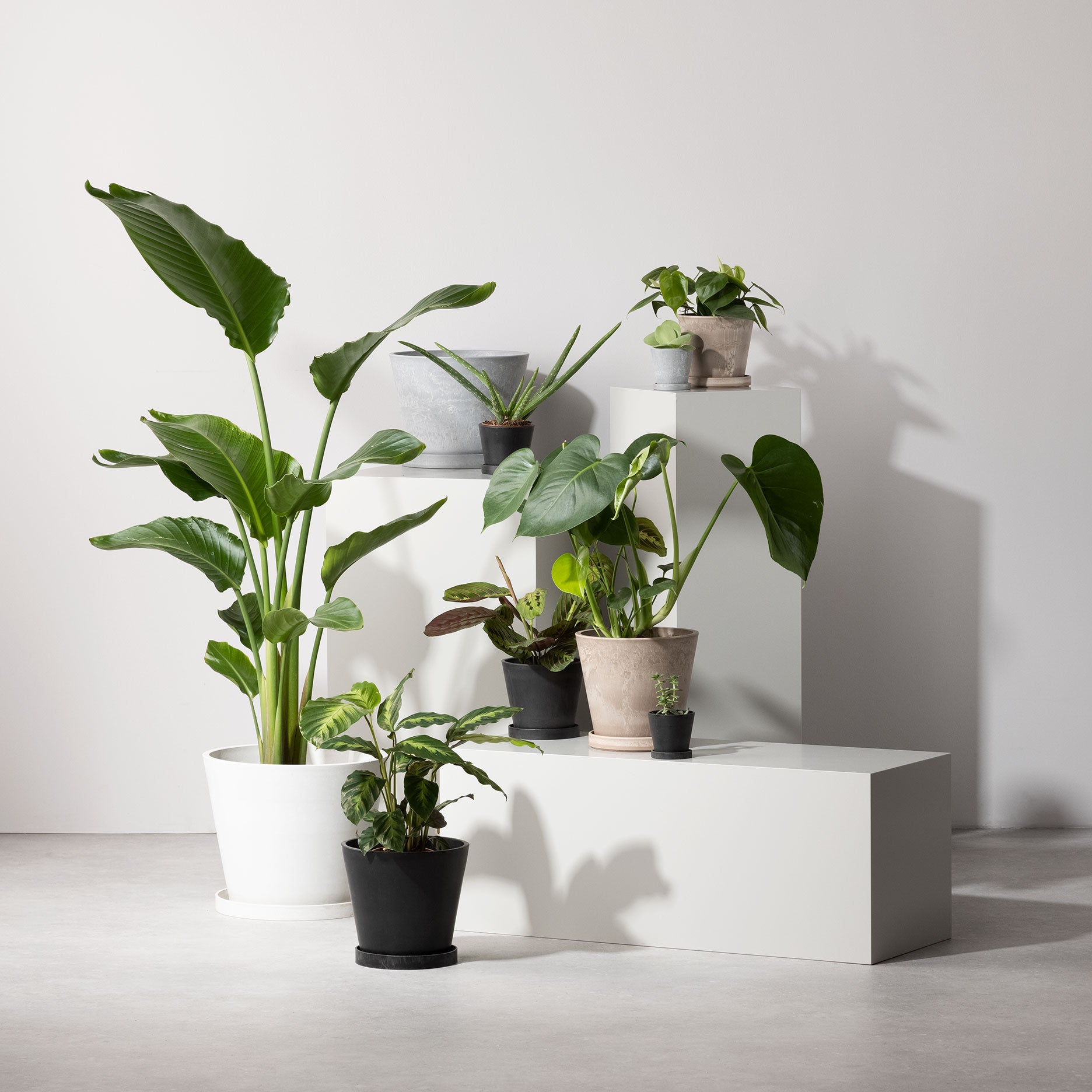 Scilla urtepotte Ø35 cm